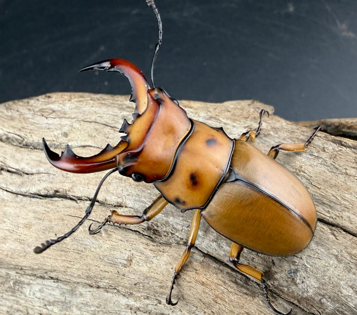 【WF1】《グラディアトールメンガタクワガタ 43.5mm ペア》