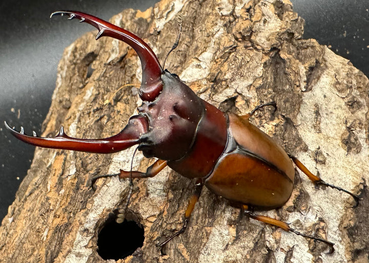 【WD】《アスタコイデスノコギリ 西ジャワ産 65mm ペア》