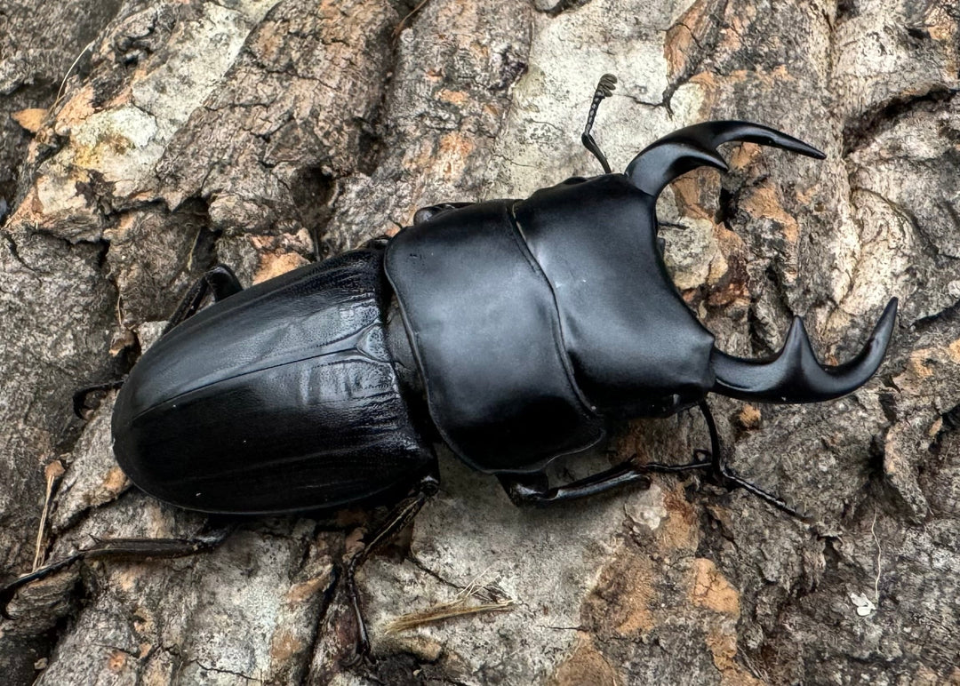 【WD】《パラワンパリーオオクワ 60mmペア》