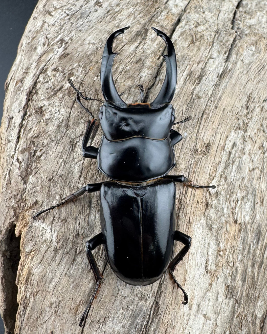 【WF3】《ネパレンシス ランターン産 57.5mm ♂単》