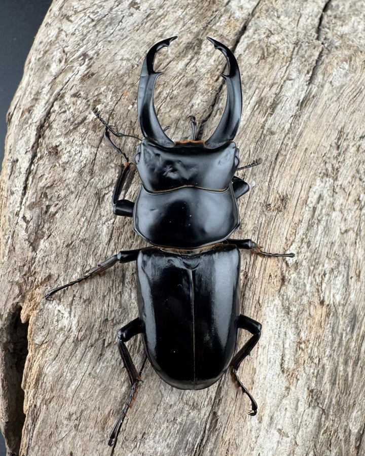 【WF3】《ネパレンシス ランターン産 57.5mm ♂単》