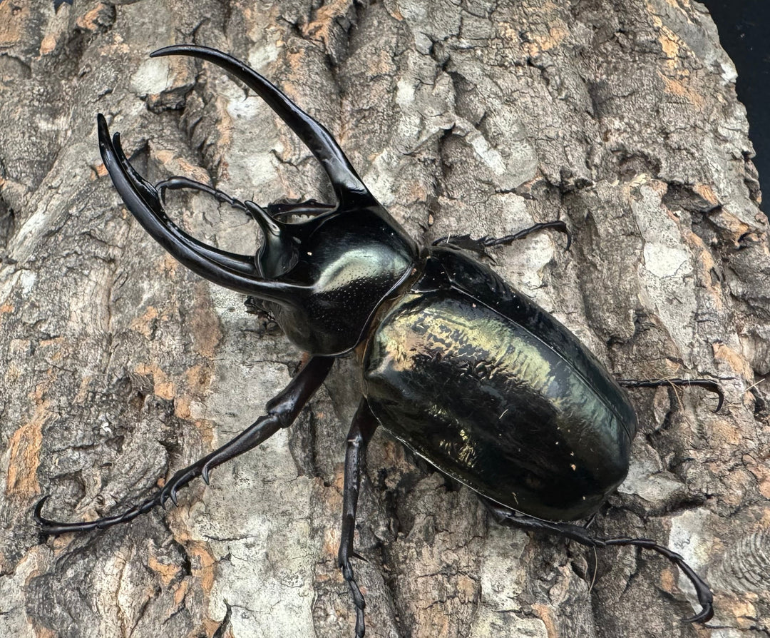 【WD】《ミンダナオアトラスオオカブト 96.5mm ペア》