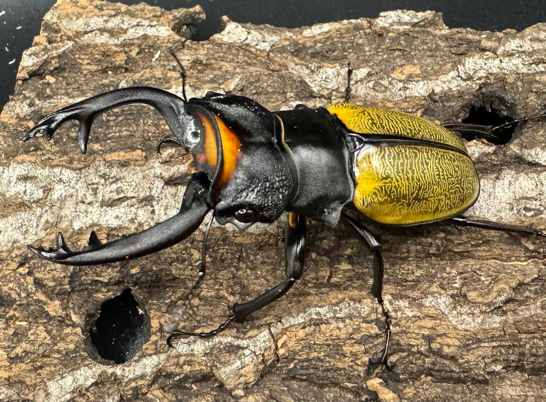 【WD】《スペクタビリスツヤクワガタ 78.5mm ペア》