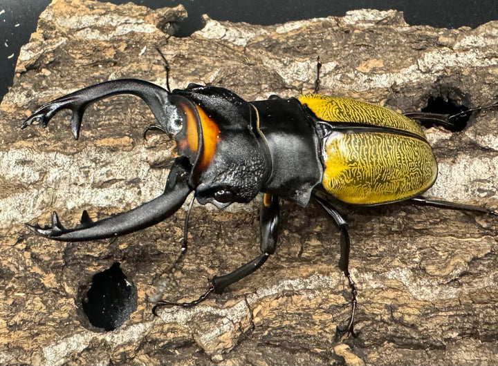 【WD】《スペクタビリスツヤクワガタ 78.5mm ペア》