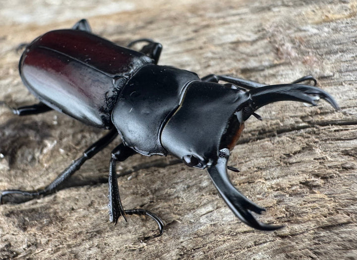 【WF3】《チュチェンセスジクワガタ 24mm ペア》