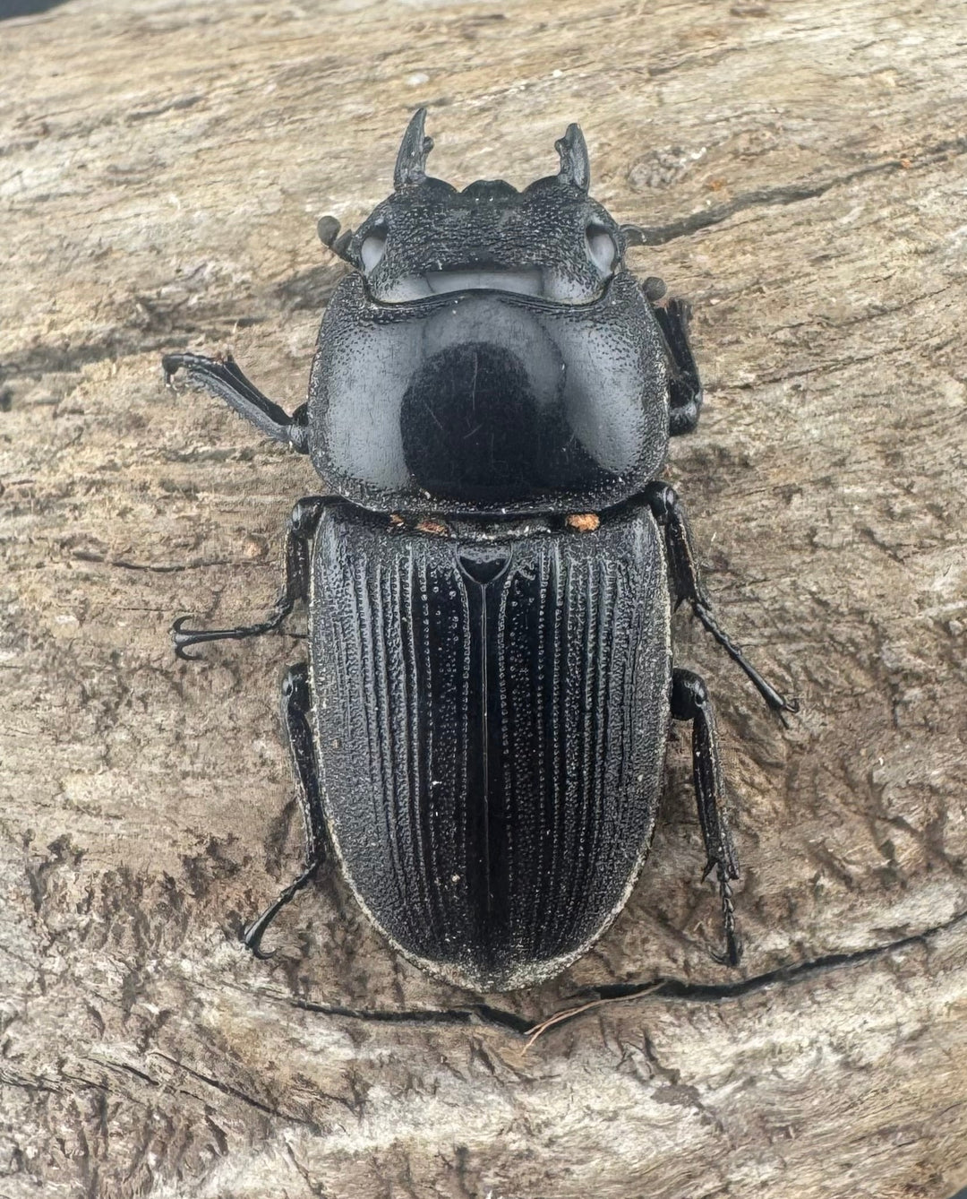 【WD】《クルビデンスオオクワ原名亜種 65mm ペア》