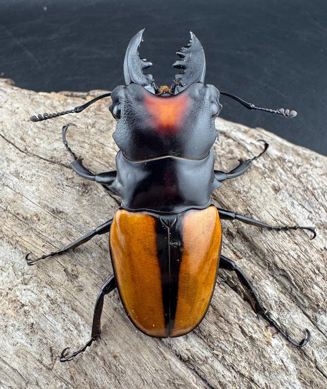 【WF1】《ボーレンホーベンツヤクワガタ 57mm ペア》