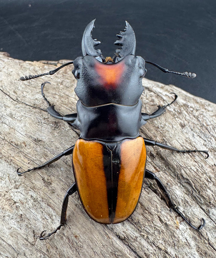 【WF1】《ボーレンホーベンツヤクワガタ 57mm ペア》