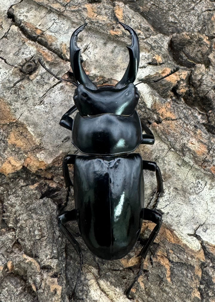 【WD】《ネパレンシス ssp. チベット産 46mm ペア》