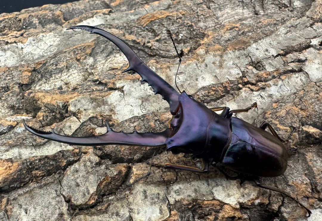 【美麗】《メタリフェルホソアカ 76mm ペア》わたくわ氏ブリード個体