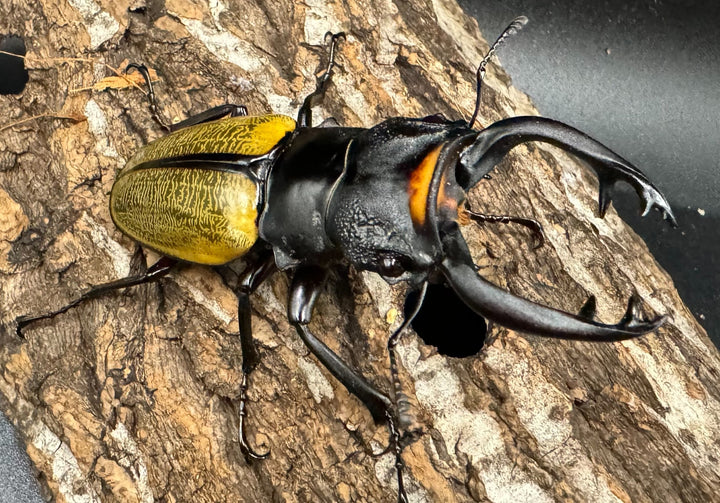 【WD】《スペクタビリスツヤクワガタ 75mm ペア》