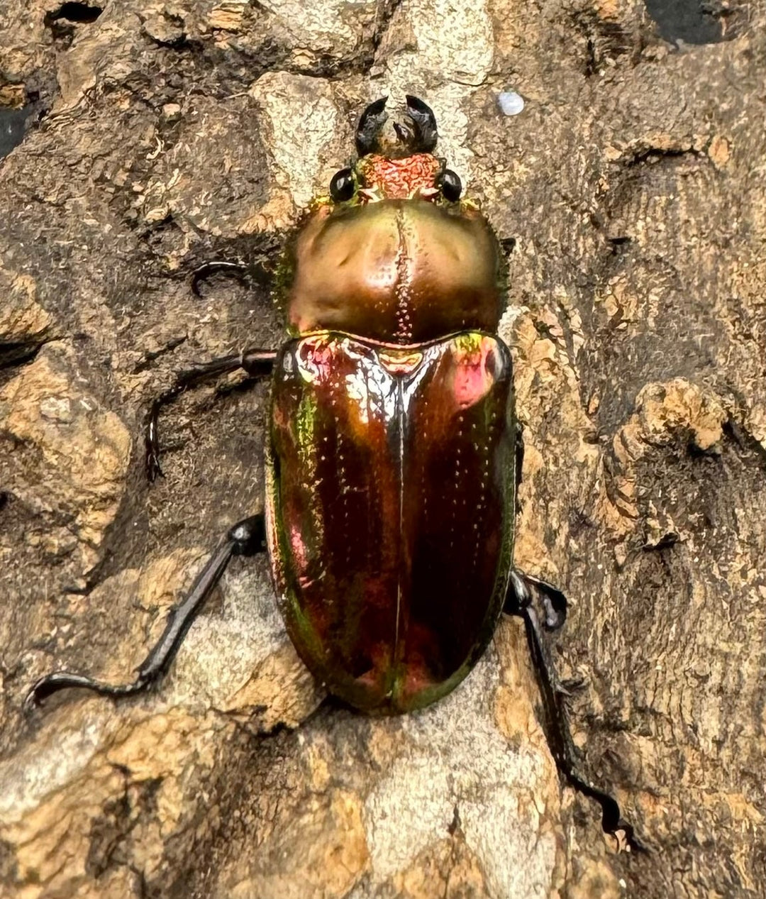 《ニジイロクワガタ 52mm ペア》