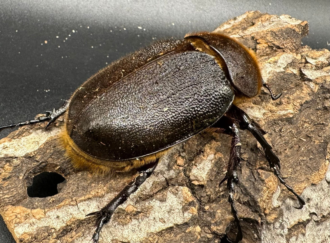 《ヘラクレス・ヘラクレス 152mm ペア》