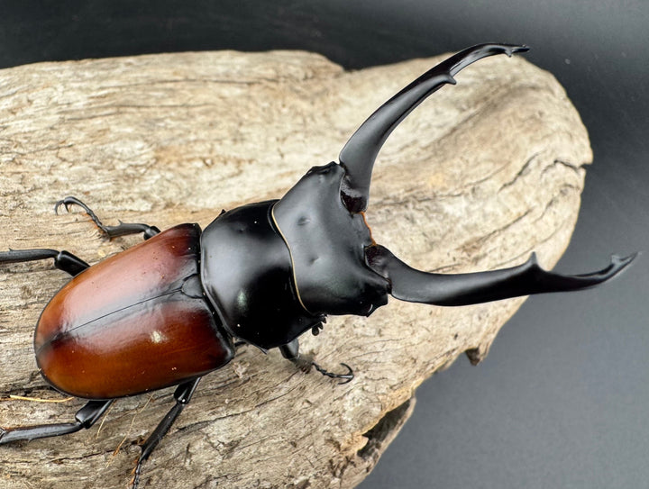 【WD】《マクレイコクワ チベット産 64mm ペア》