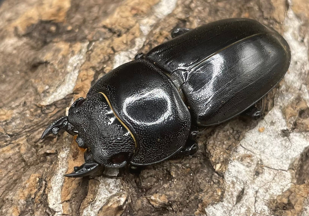 【WD】大型《カマリネスヒラタ 96mm ペア》