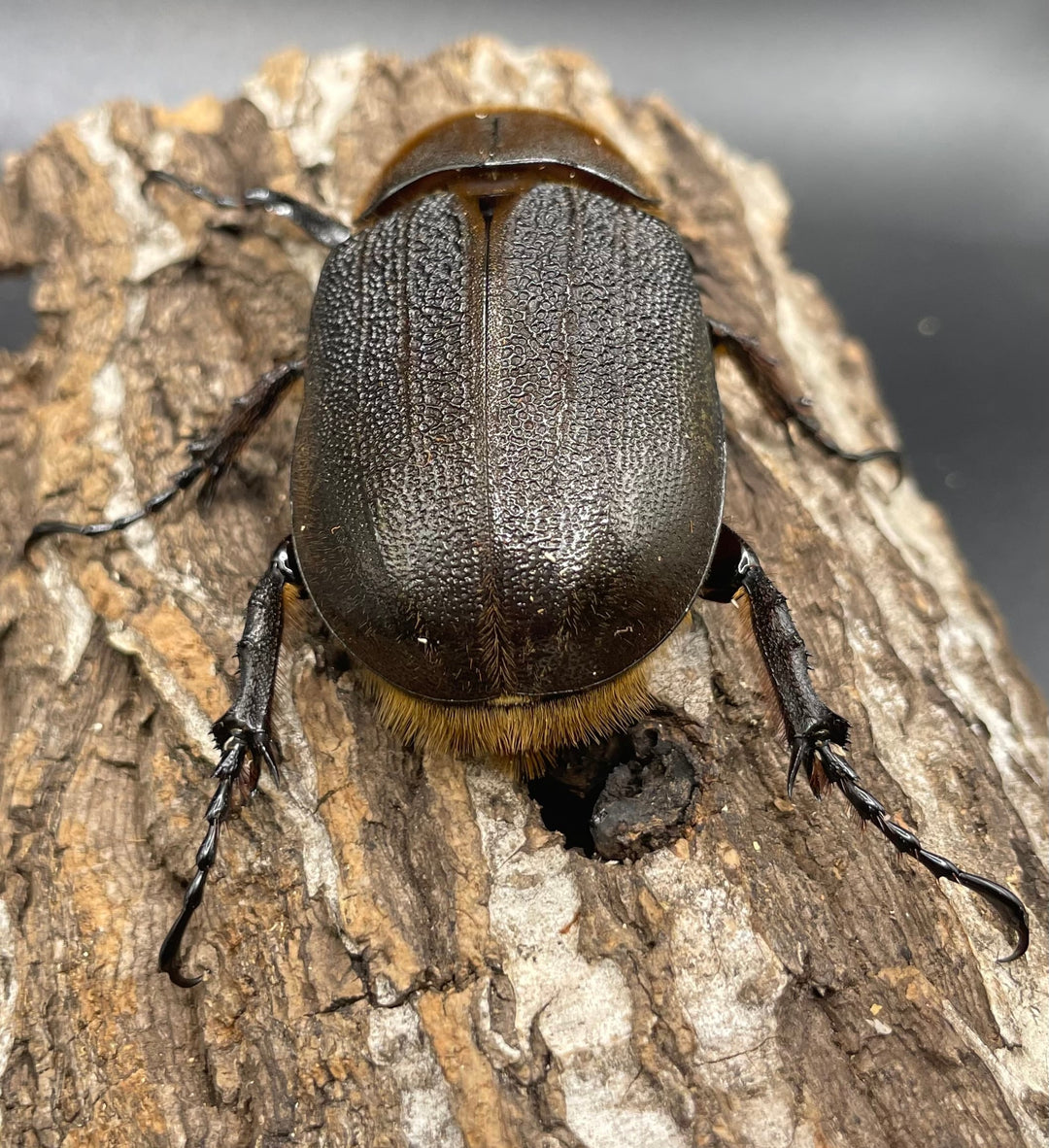 即ブリ《ヘラクレス・ヘラクレス 146mm ペア》