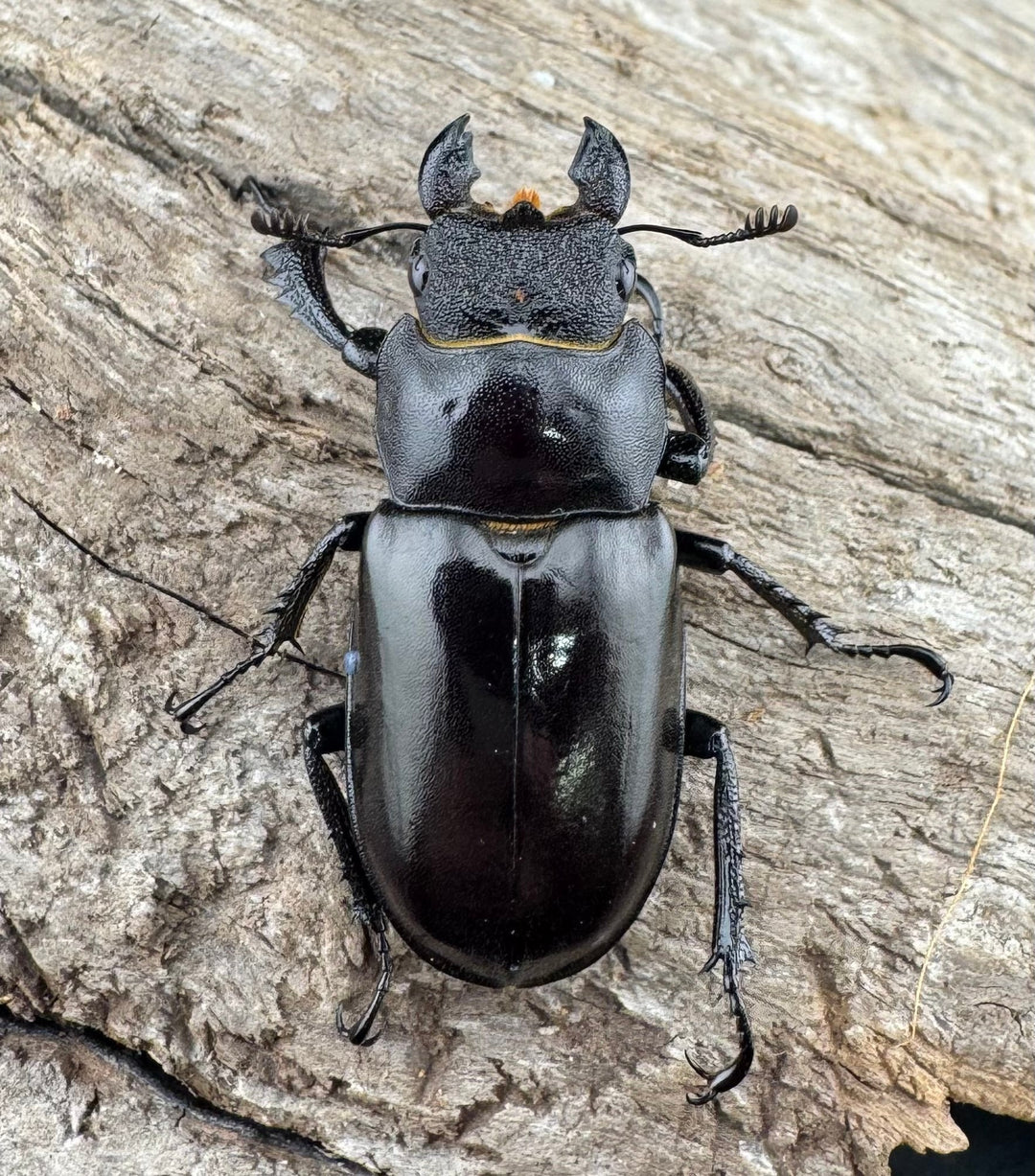 【WD】《フェアメイルミヤマ 雅安市産 55.5mm ペア》