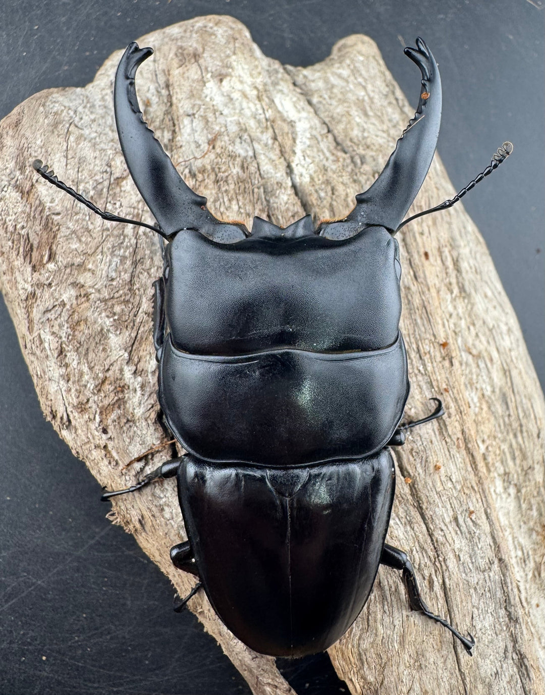 【WD】《アルキデスヒラタ ベンクール産 長歯 91mm ペア》