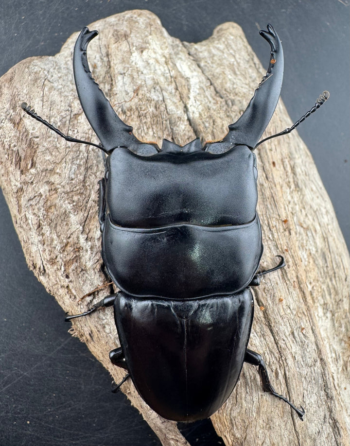 【WD】《アルキデスヒラタ ベンクール産 長歯 91mm ペア》