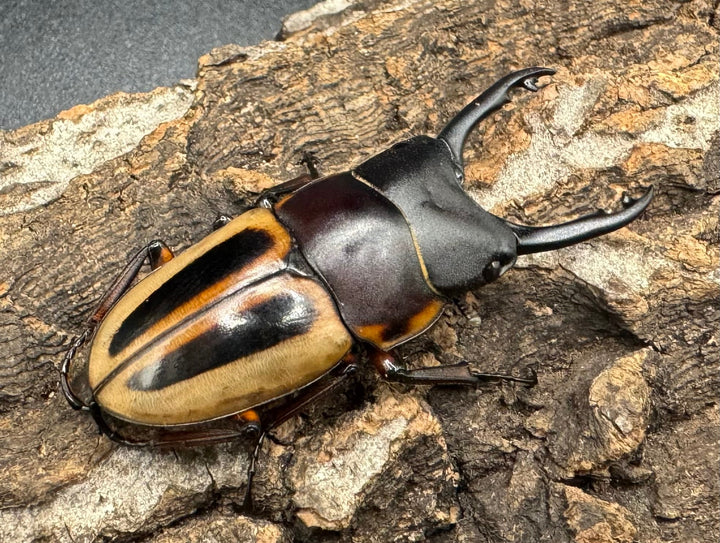 《ラテラリスノコギリ亜種マイリーン 50mm ♂単》