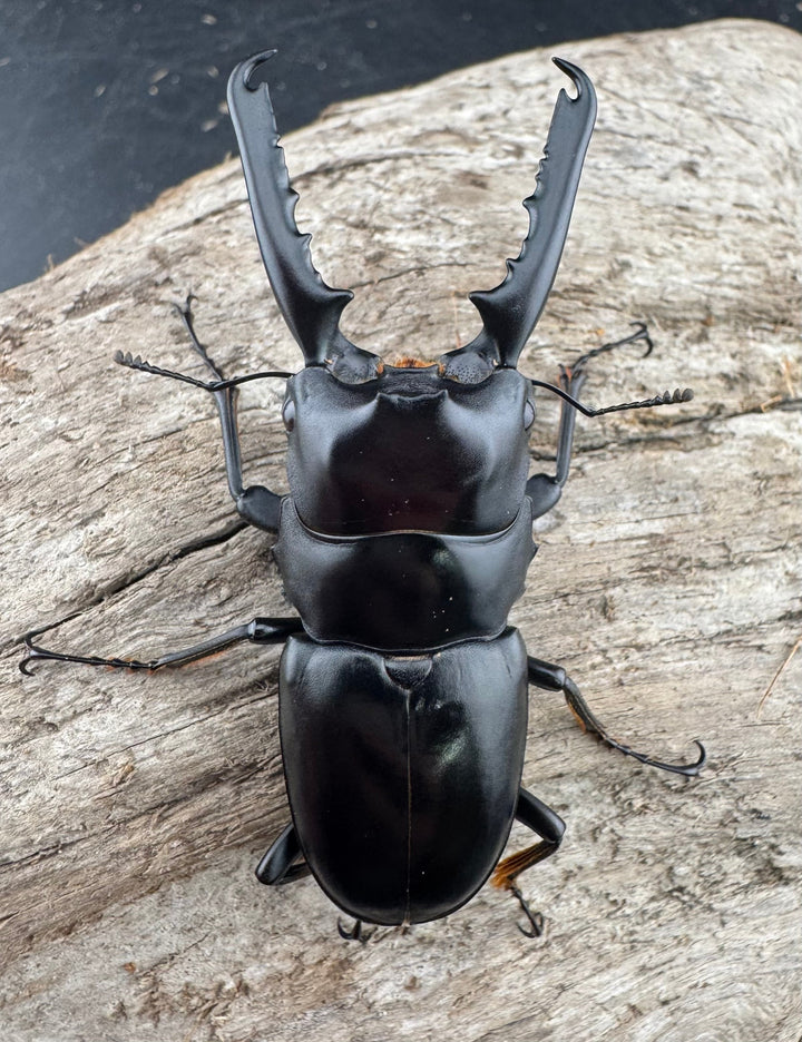 【WF2】《ゲルツルードノコギリクワガタ 58mm ペア》