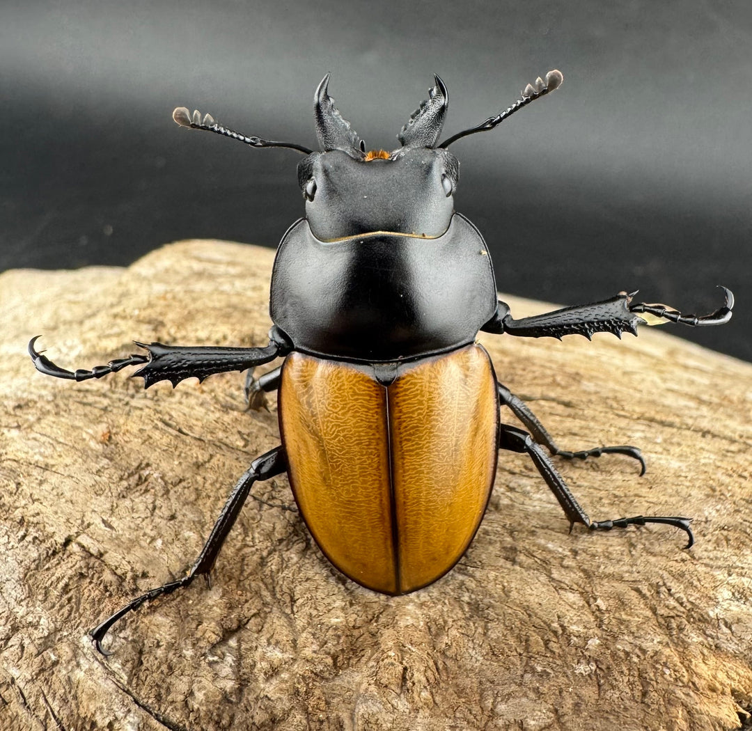 【WD】《ニティドゥスマルバネ亜種lemeei 広西壮族産 39.5mm ペア》