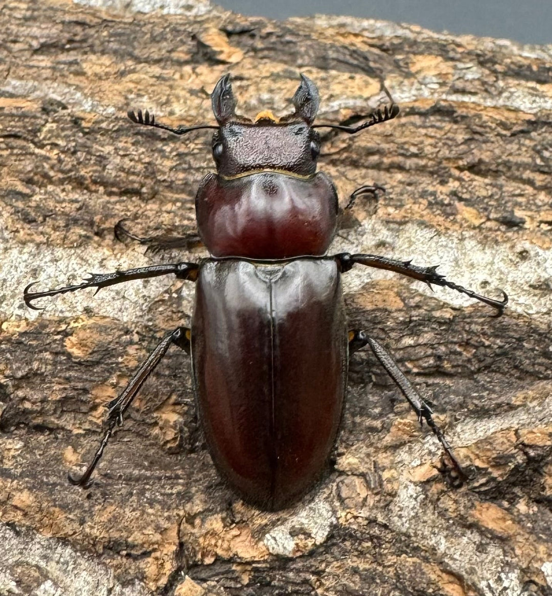 【WD】《マラッシミヤマ（マラッツィミヤマ） 56mm ペア》