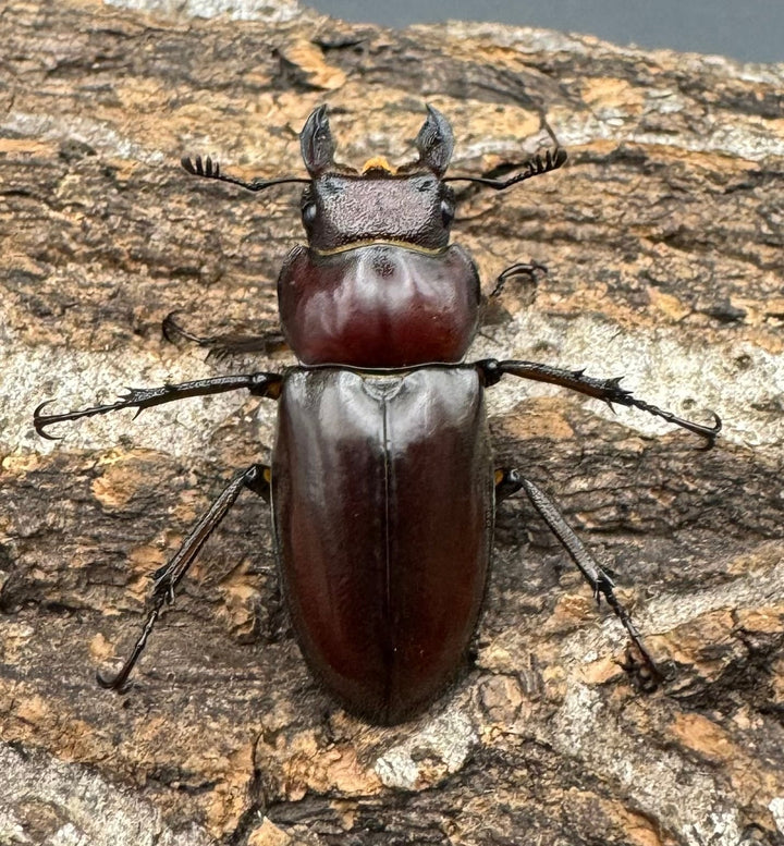 【WD】《マラッシミヤマ（マラッツィミヤマ） 56mm ペア》