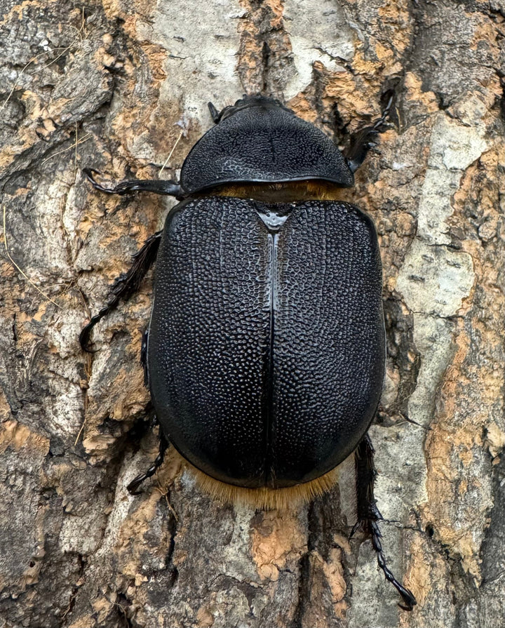 即ブリ《サタンオオカブト 82.5mm ペア》