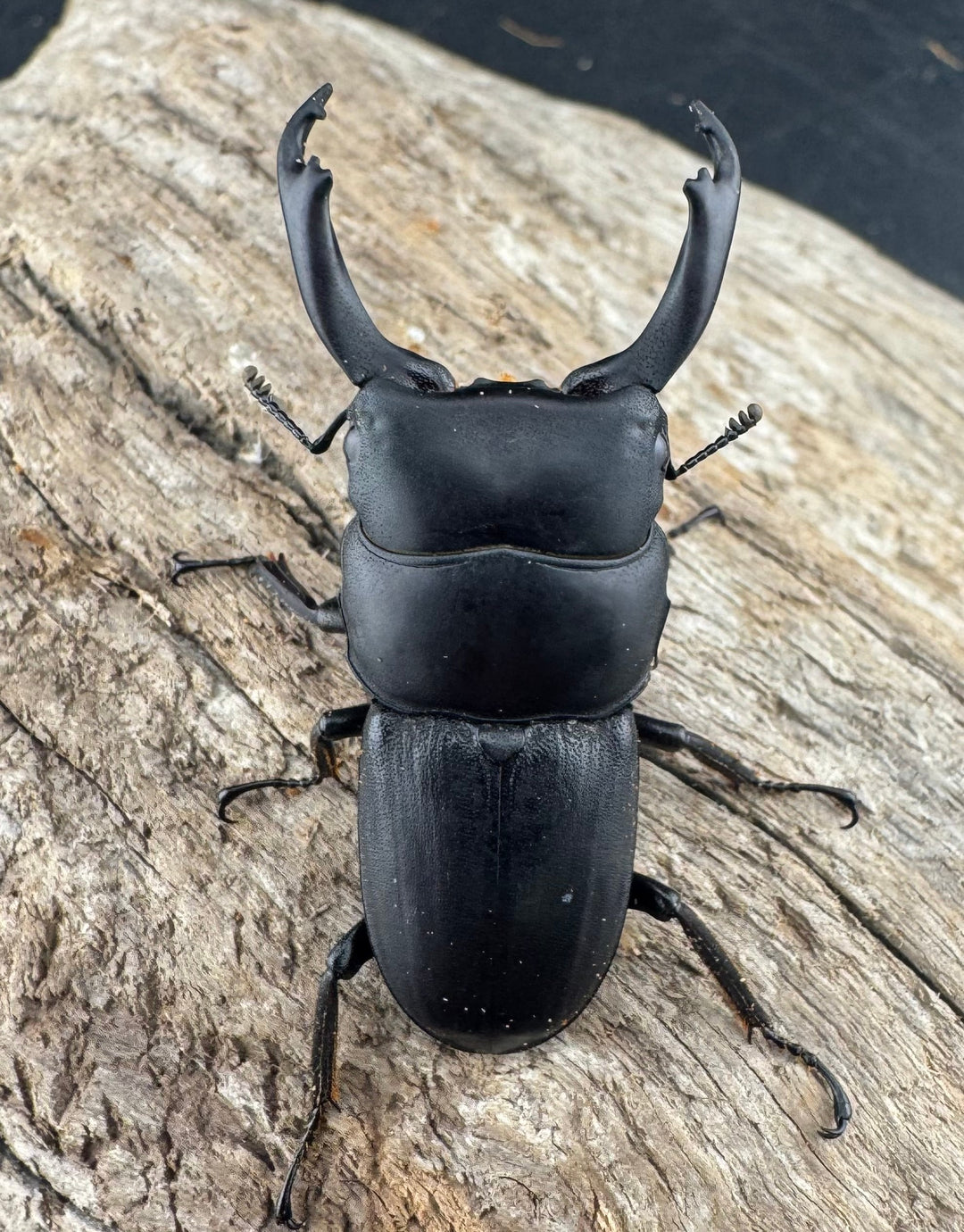 【WD】《ドルクスヒルティコルニス ssp. 41mm ペア》