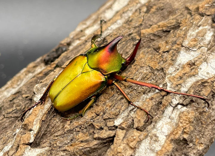 【WD】美麗種《ロドリゲスヒメカブトハナムグリ 32mm ペア》