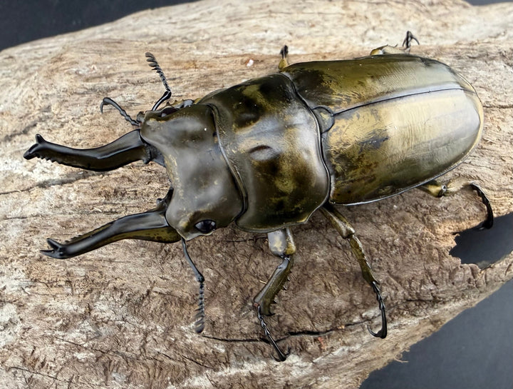 【F0】《ローゼンベルグオウゴンオニクワガタ 67.5mm ペア》