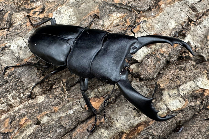 【WD】《南カマリネスヒラタ 85mm ペア》