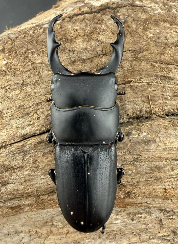 【WD】《ハンステインヒラタ原名亜種 47mm ペア》