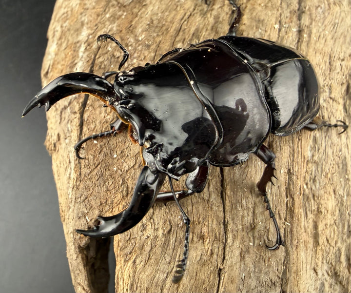 《赤レギウスオオツヤクワガタ 65.5mm ♂単》