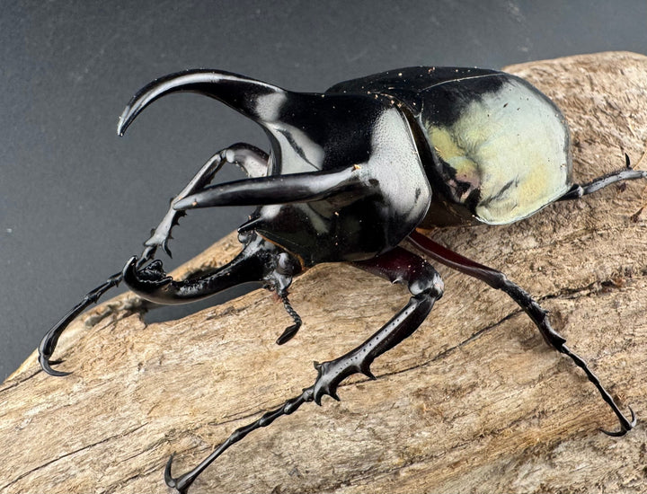 【WD】《アトラスオオカブト亜種マンテツ ラオス産 86mm ペア》