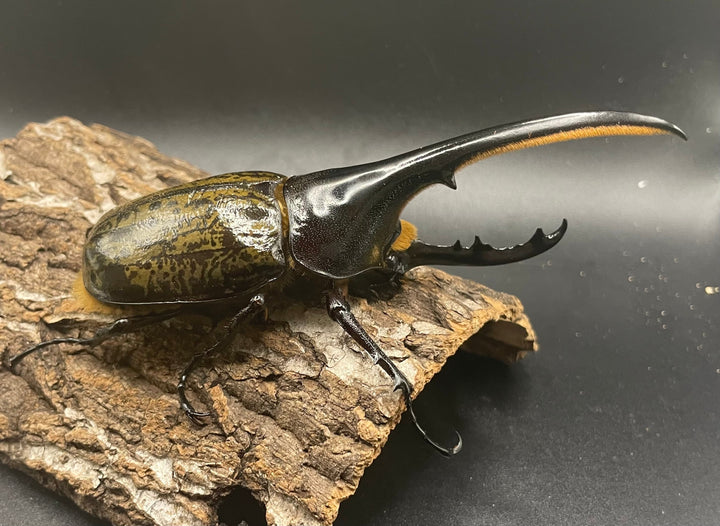 《ヘラクレス・ヘラクレス 126mm ペア》