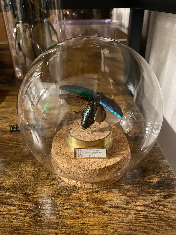 インテリア標本《ミドリフトタマムシ》