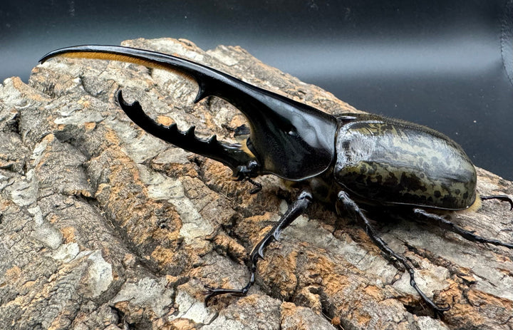 《ヘラクレス・ヘラクレス 132mm ペア》