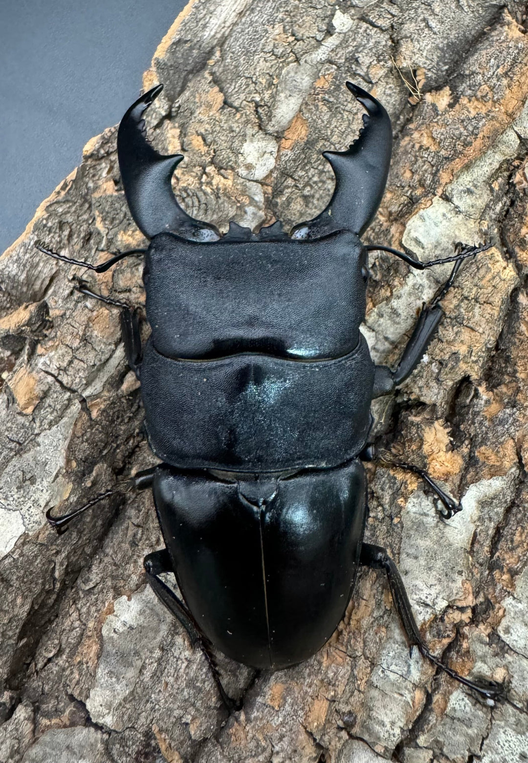 【WF1】即ブリ《マリンドッケヒラタ 90mm ペア》