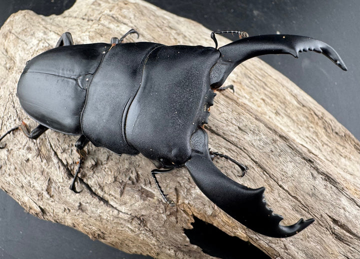 【WD】《西ペレンヒラタ（スラウェシオオヒラタ） 88mm ペア》