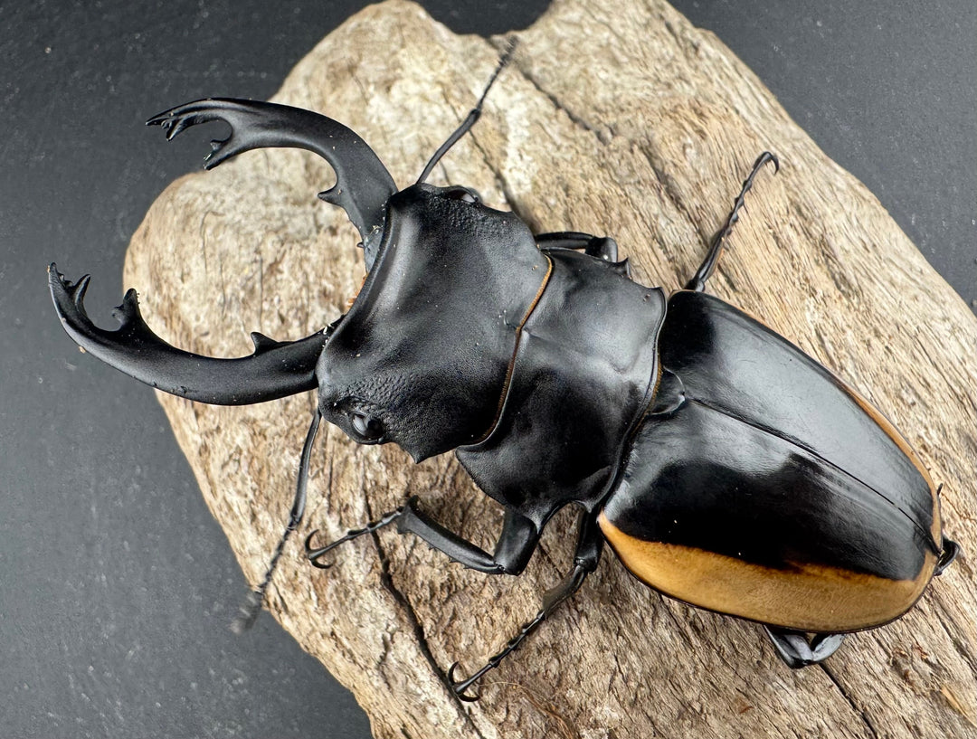 【WD】《クベラツヤ亜種sinensis バックカン産 87mm ペア》