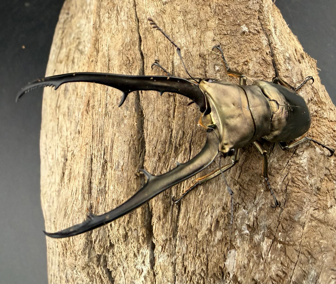 《メタリフェルホソアカ亜種イソガイ 66.5mm ペア》