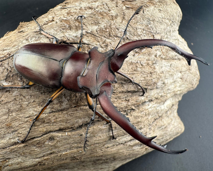 【WD】《アングスティコルニスミヤマ 67mm ペア》