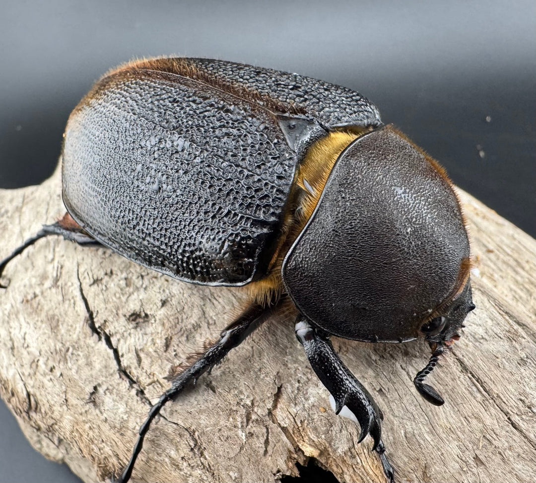 【WD】《ヘラクレス・リッキー コロンビア産 68.5mm ♀単》