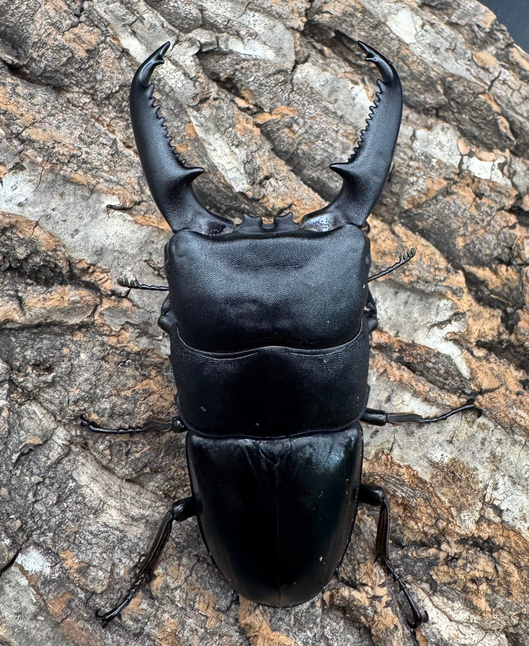 《パラワンオオヒラタクワガタ 91mm ペア》