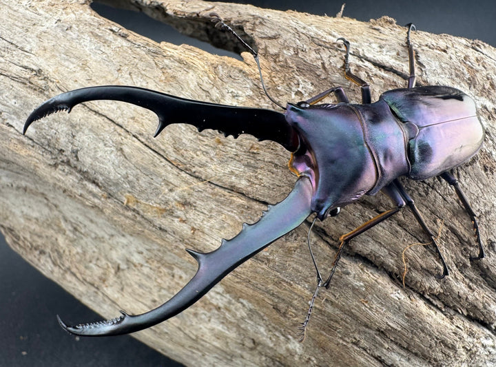 【美麗】《メタリフェルホソアカ亜種finae 78mm ペア》わたくわ氏ブリード個体