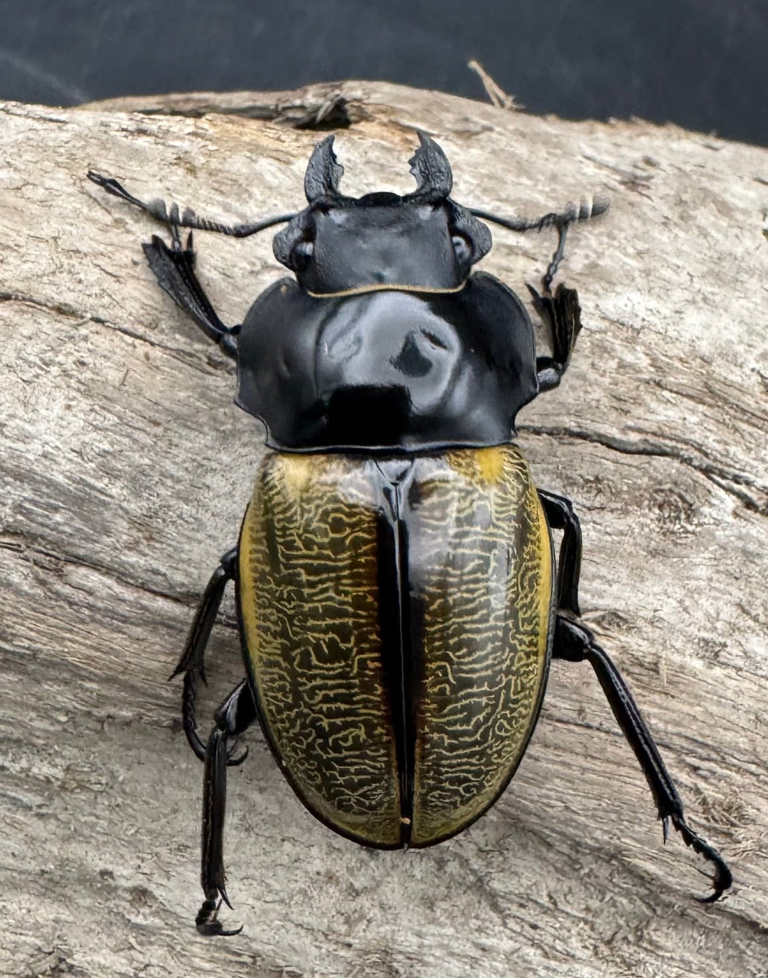 【WD】《スペクタビリスツヤクワガタ 71mm ペア》