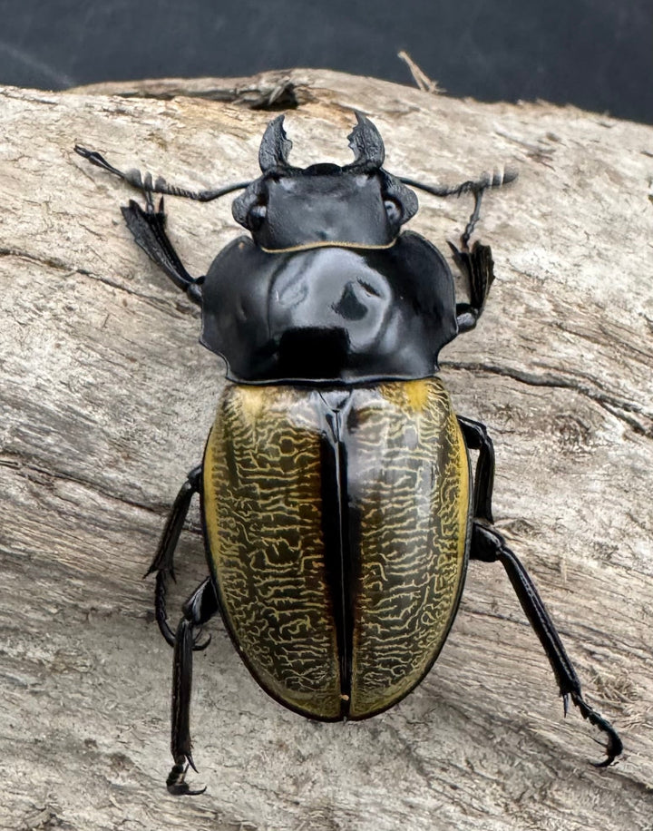 【WD】《スペクタビリスツヤクワガタ 71mm ペア》