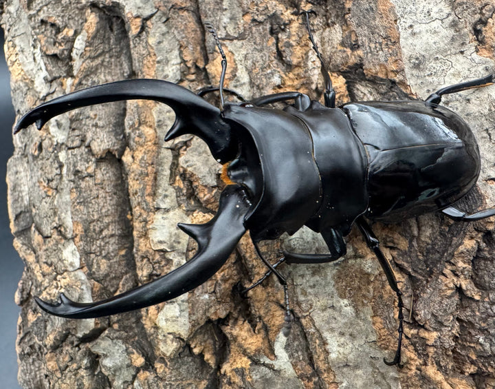 【WD】《インターメディアツヤクワガタ ネグロス産 98mm ペア》